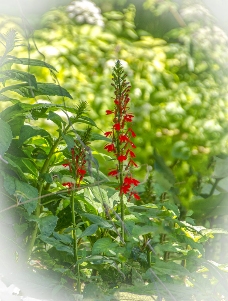 Cardinal Flower - Lobelia cardinalis