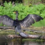 Cormerant - Phalacrocorax