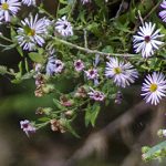 Elliott's Aster - Symphyotrichum elliottii