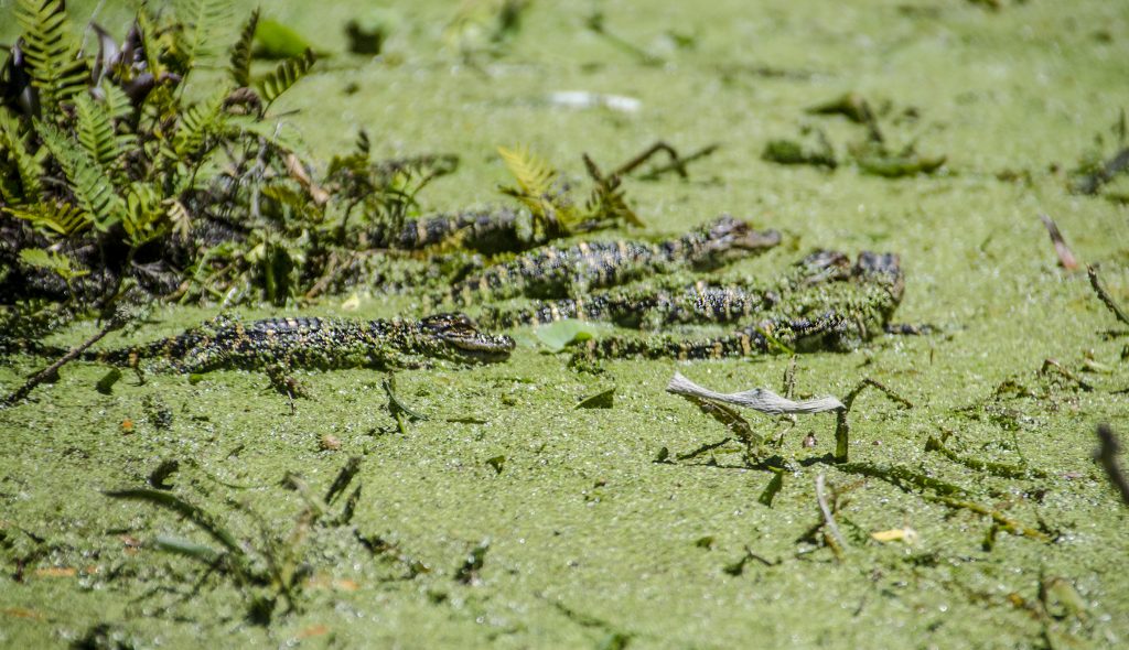 Five Baby Gators