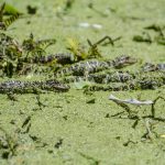 Five Baby Gators