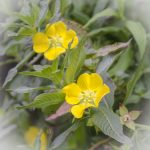 Floating Primrose Willow - Ludwigia peploides