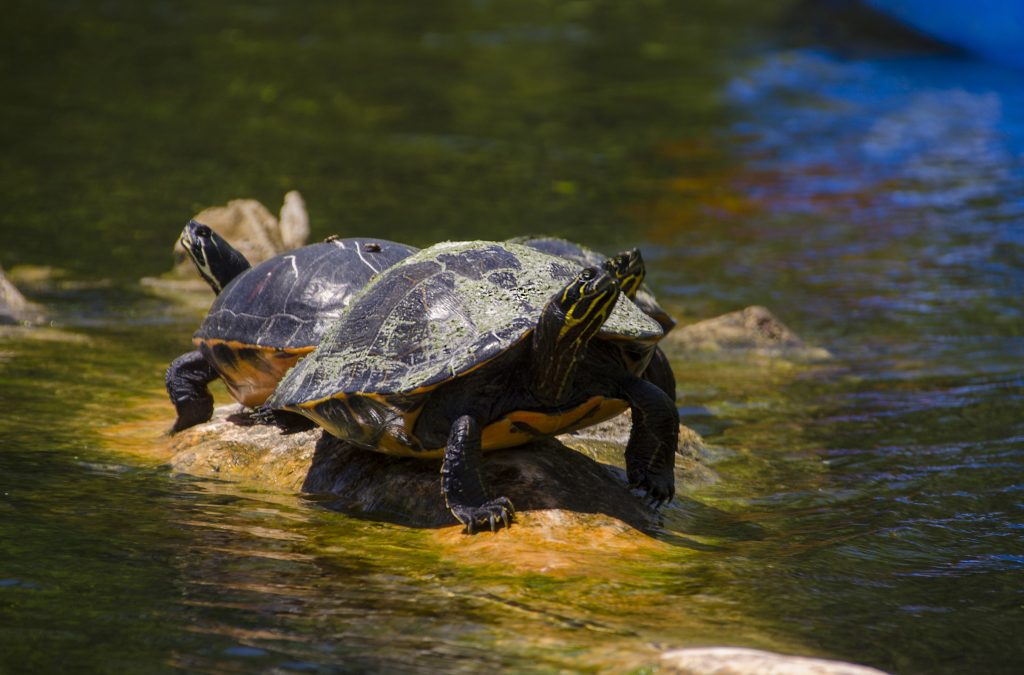 Florida Cooter - Pseudemys floridana