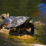 Florida Cooter - Pseudemys floridana