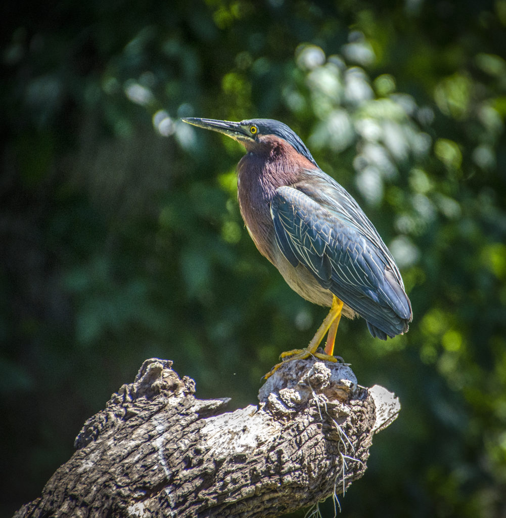 Green Heron - Butorides virescens