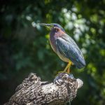 Green Heron - Butorides virescens