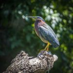 Green Heron - Butorides virescens