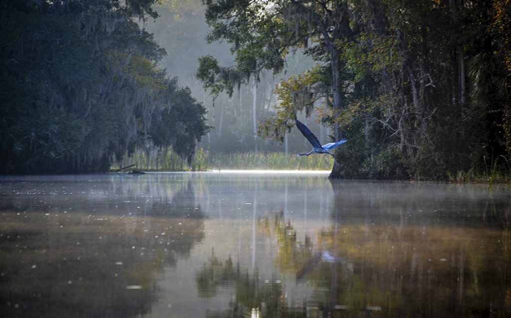 Heron Over Salt Creek