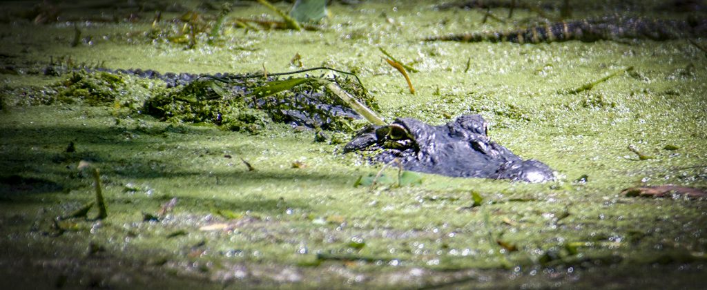 Gator in Duckweed