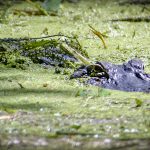 Gator in Duckweed