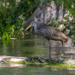 Limpkin - Aramus guarauna