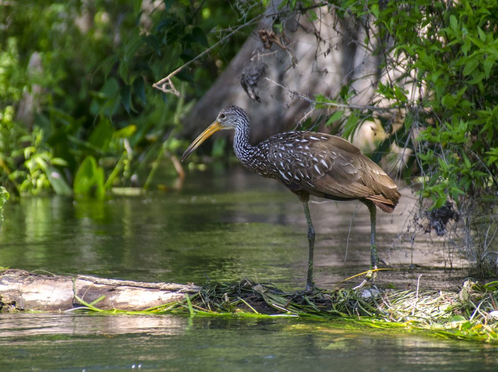 Limpkin - Aramus guarauna