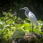 Little Blue Heron - Egretta caerulea