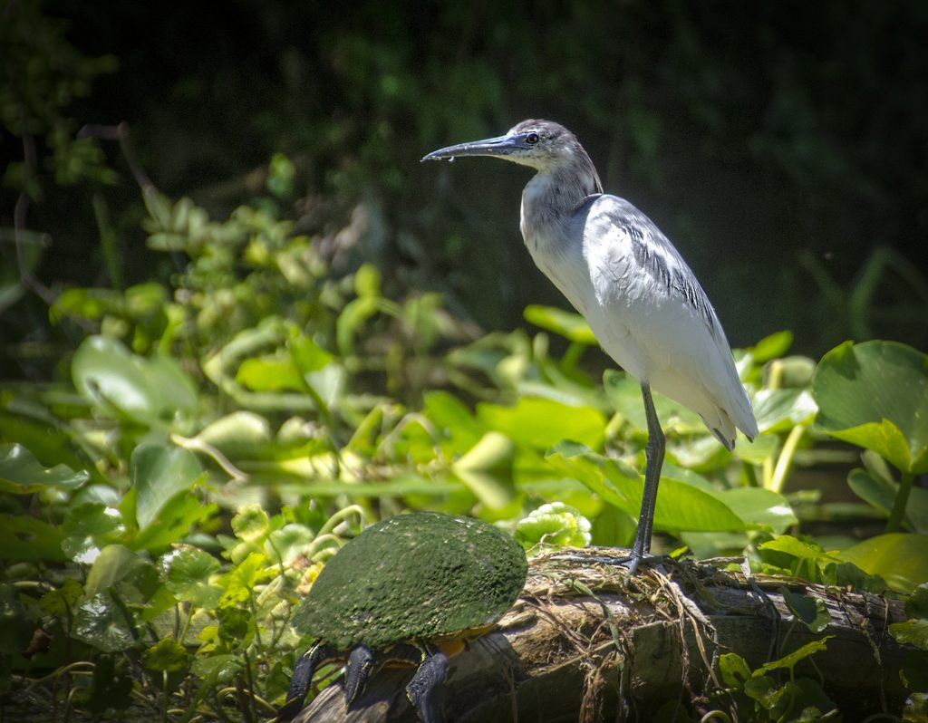 Little Blue Heron - Egretta caerulea