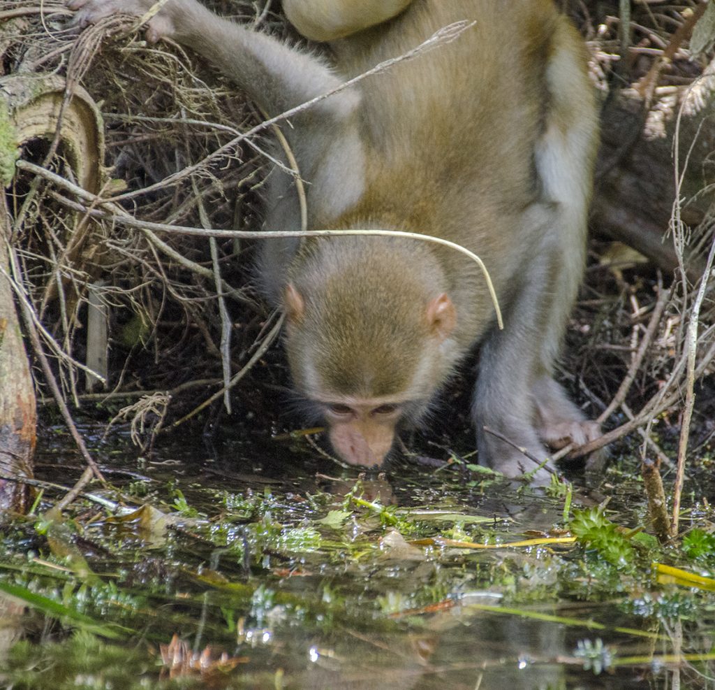 Monkey Drinks from River