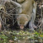 Monkey Drinks from River