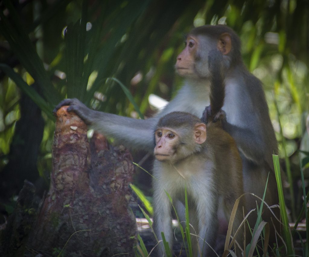 Monkey-Mother and Young