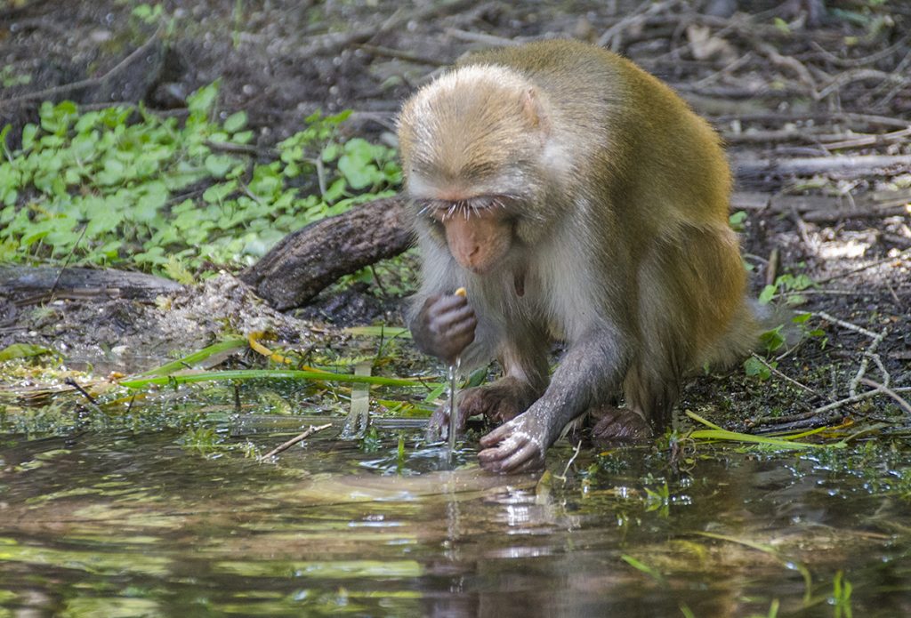 Monkey eats peanut