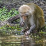 Monkey eats peanut