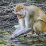 Monkey on Shoreline