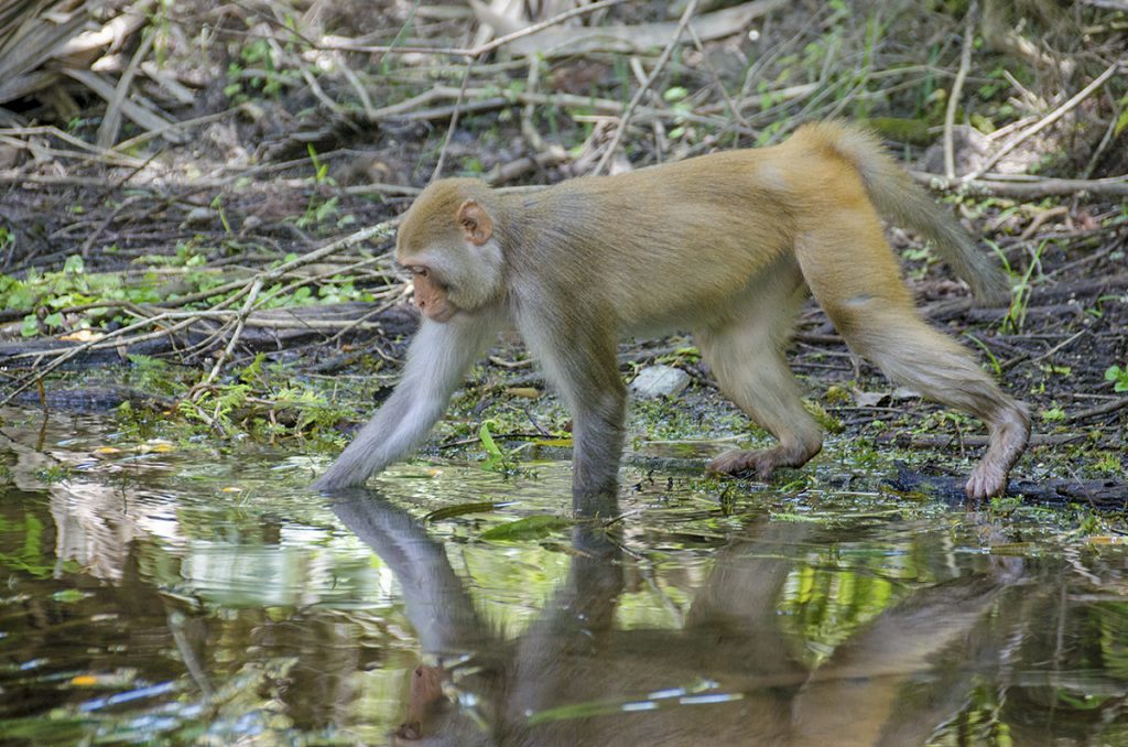 Monkey reaches for peel