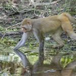 Monkey reaches for peel