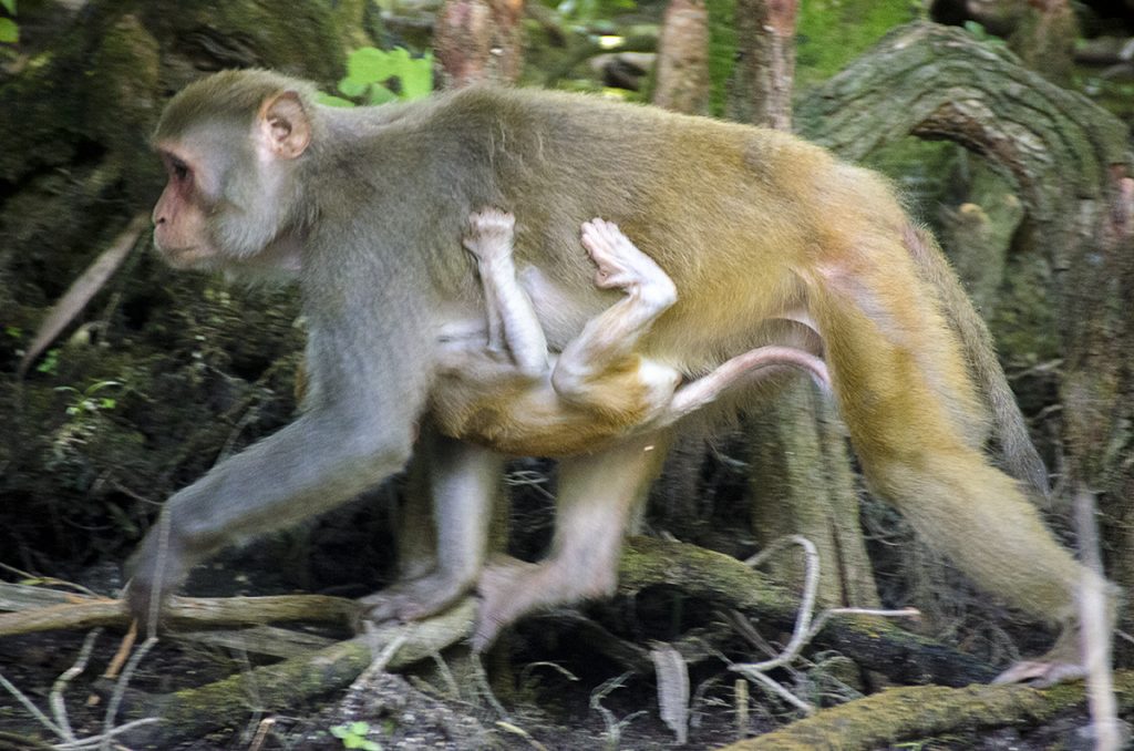 Monkey with Baby