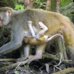 Monkey with Baby