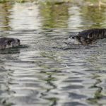 North American River Otter - Lontra canadensis