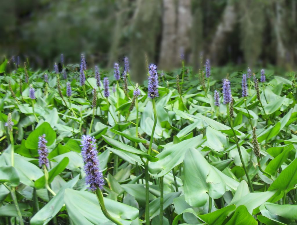 Pickerel Weed - Pontederia cordata