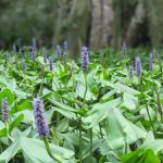 Pickerel Weed - Pontederia cordata