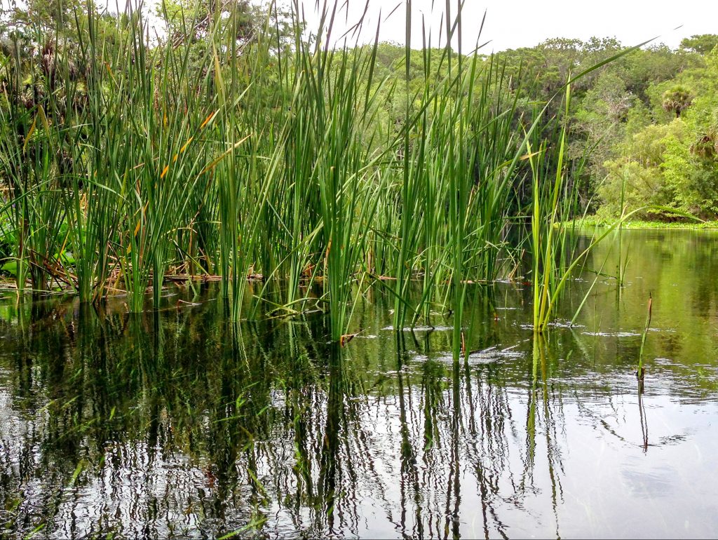 Sawgrass - Cladium jamaicense