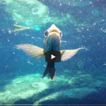 Silver Springs-Video Cover Shot