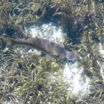 Striped Mullet - Mugil cephalus