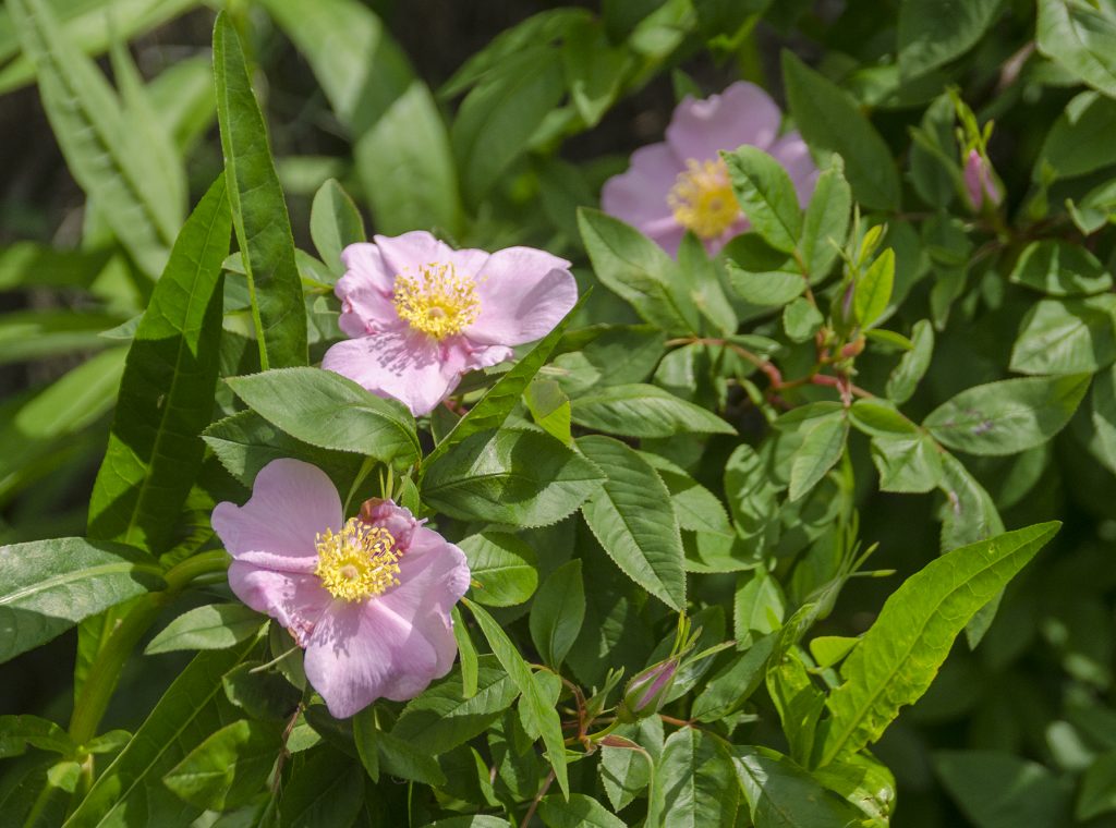 Swamp Rose - Rosa palustris