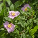 Swamp Rose - Rosa palustris