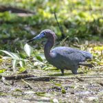 Tricolored Heron - Egretta tricolor