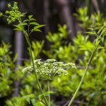 Water Hemlock - Cicuta maculata