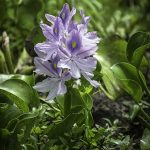 Water Hyacinth - Eichhornia crassipes