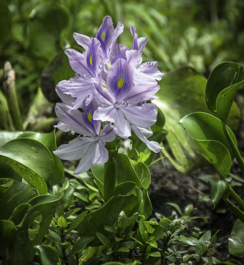 Water Hyacinth - Eichhornia crassipes