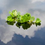 Water Lettuce - Pistia stratiotes