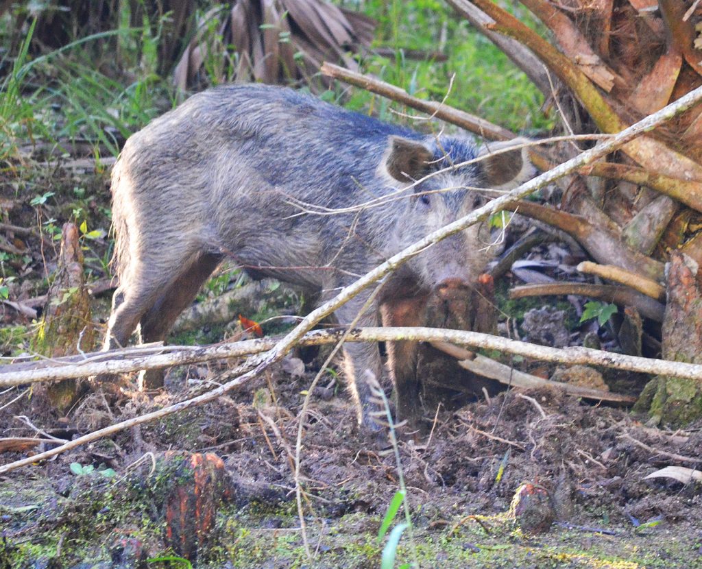 Wild Pig - Sus scrofa