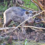 Wild Pig - Sus scrofa