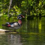 Wood Duck - Aix sponsa