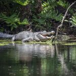 American Alligator on Baird Creek