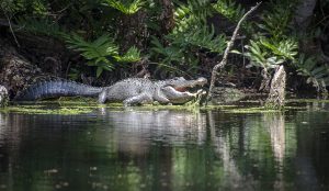 American Alligator on Baird Creek