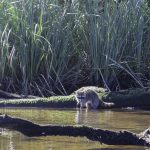 American Raccoon - Procyon lotor