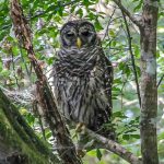 Barred Owl - Strix varia