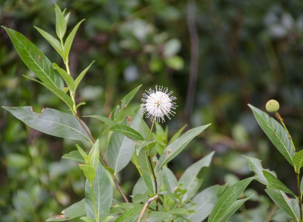 Buttonbush - Cephalanthus occidentalis