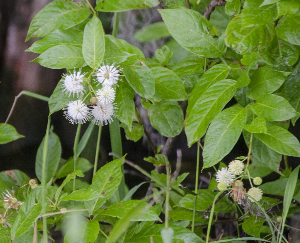 Buttonbush-Cephalanthus occidentalis